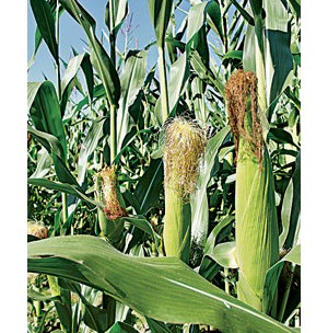 More corn grown in U.S. this year than ever before. Thanks, biofuels.