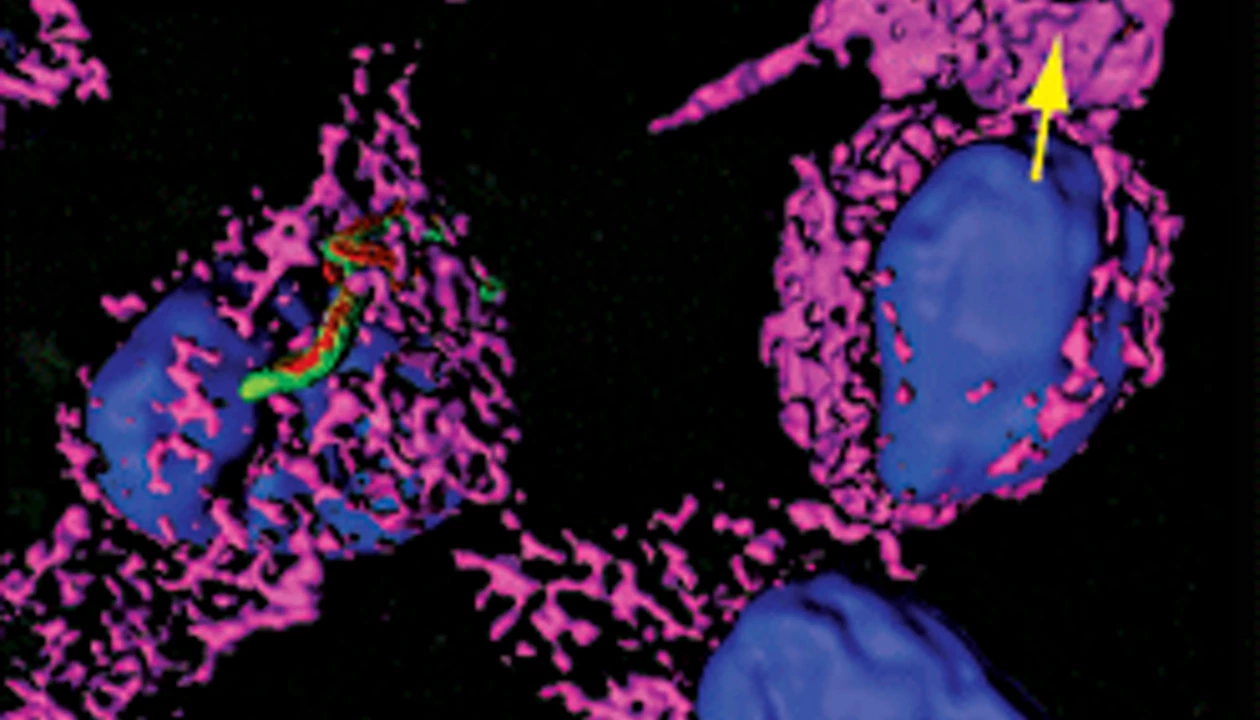 And Can Now Enter The Spotlight For In-Cell Detection