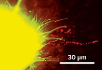 Serving the chemical, life science, and laboratory worlds