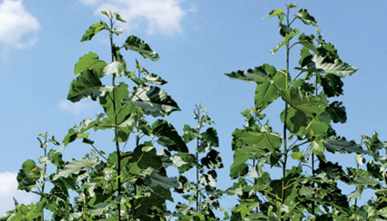 Dow, Oregon State To Alter Tree Genetics