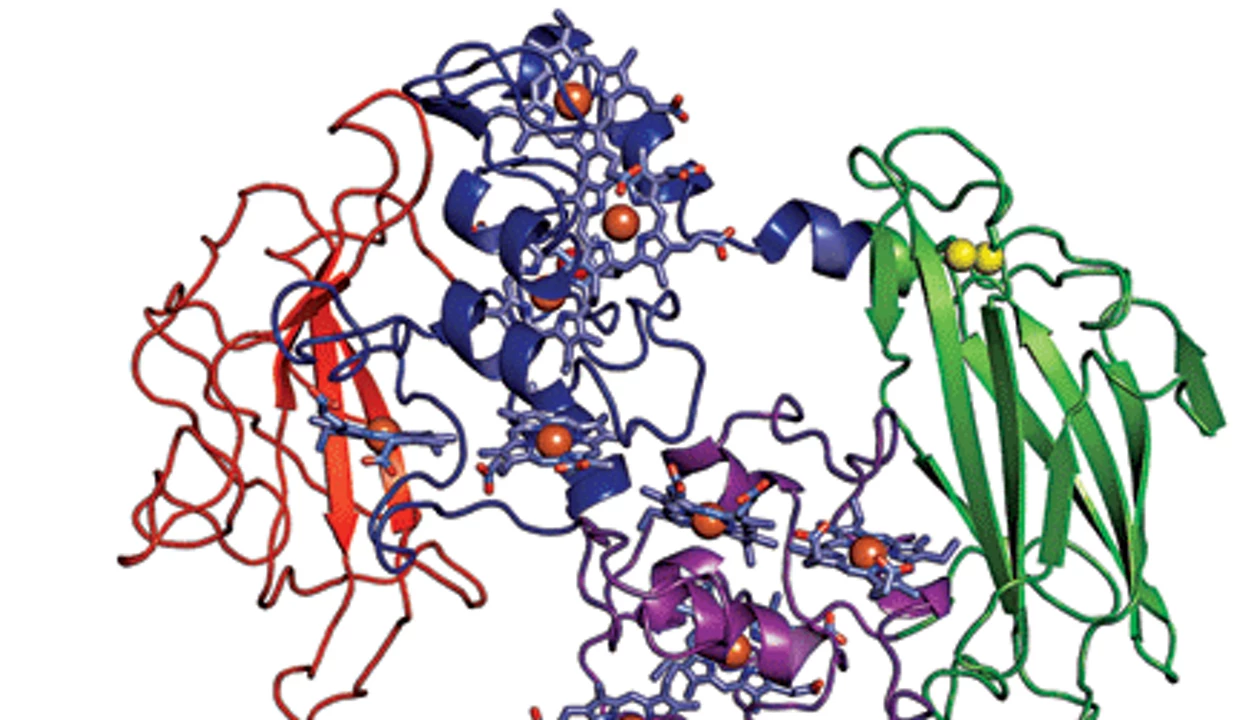 Microbe’s Protein Structure Elucidated