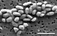 Serving the chemical, life science, and laboratory worlds