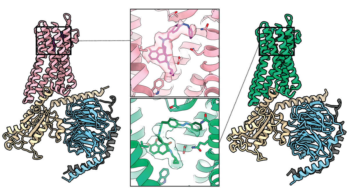 A light-activated morphine derivative relieves pain in mice