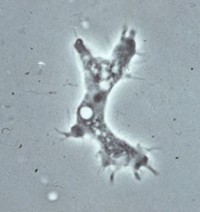 Serving the chemical, life science, and laboratory worlds