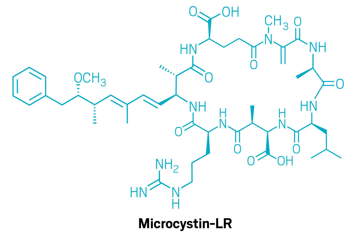 A structure of microcystin-LR.