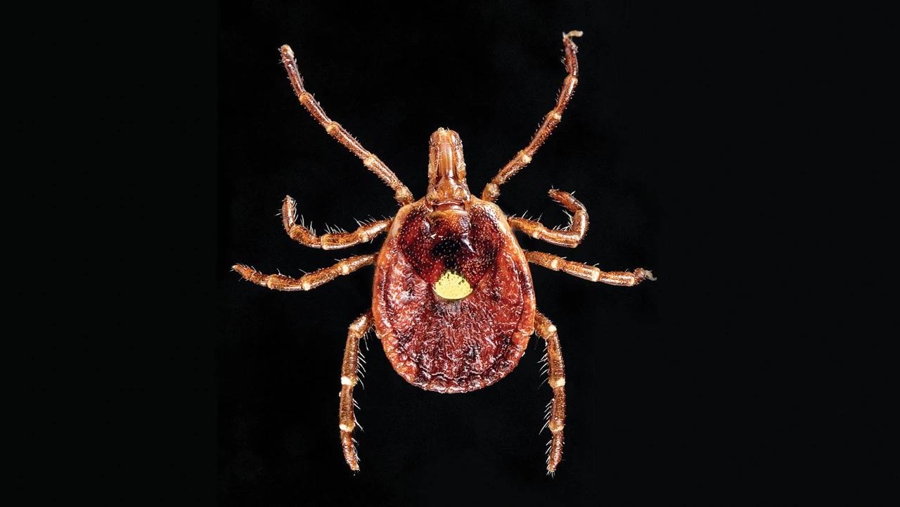 α-Gal causes tick-related meat allergies—it could also be therapeutic