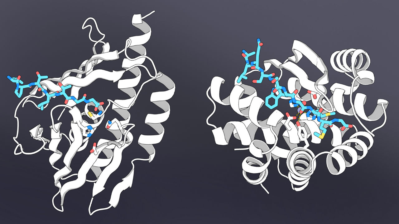 Researchers use AI to design protein-digesting enzymes