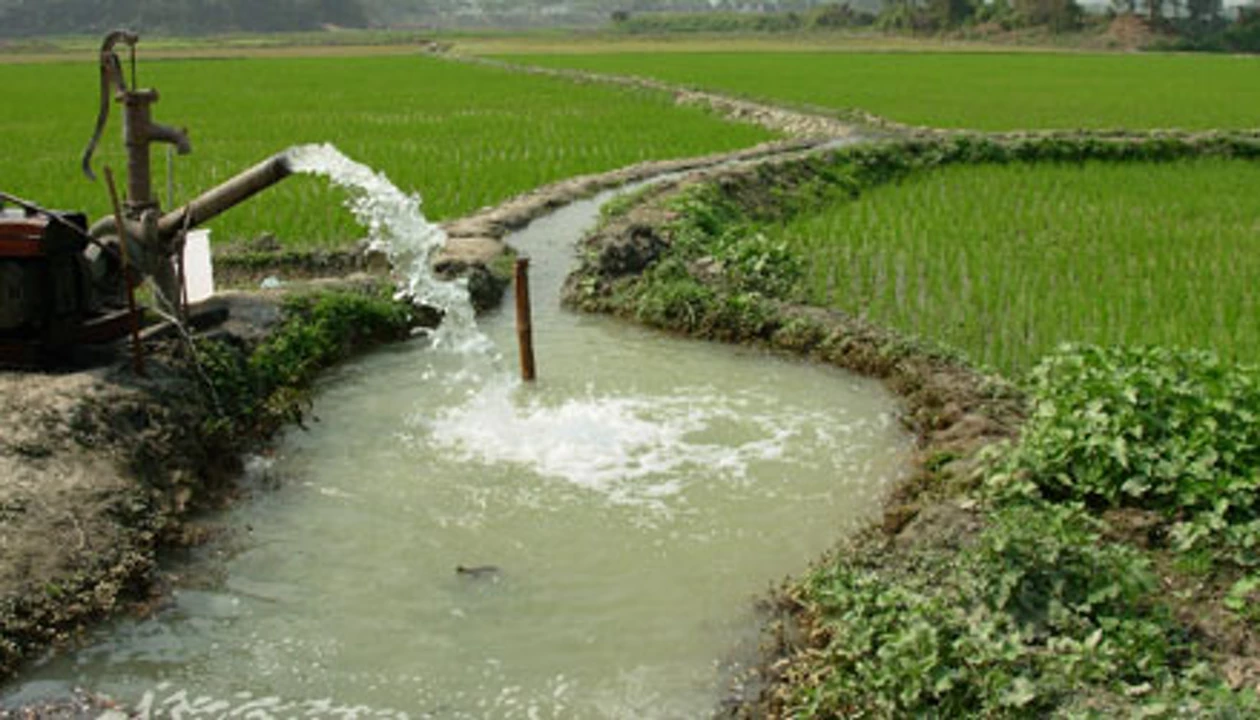 Conserve Water To Reduce Arsenic In Rice