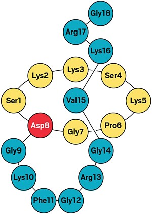 The structure of lariocidin as represented by a series of connected dots labeled with the abbreviations of amino acids.
