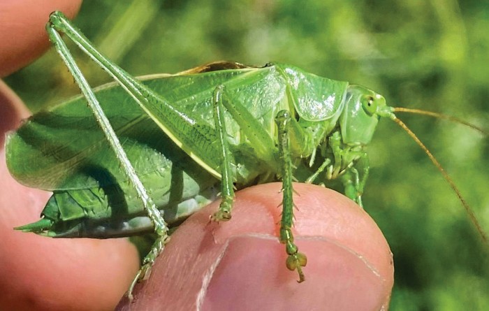 This insect uses a protein to go green