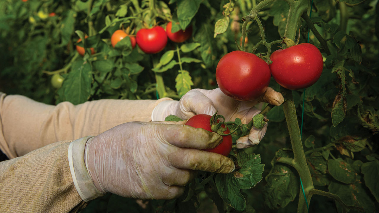 A farmworker wearing rubber gloves attends to tomatoes on the vine.