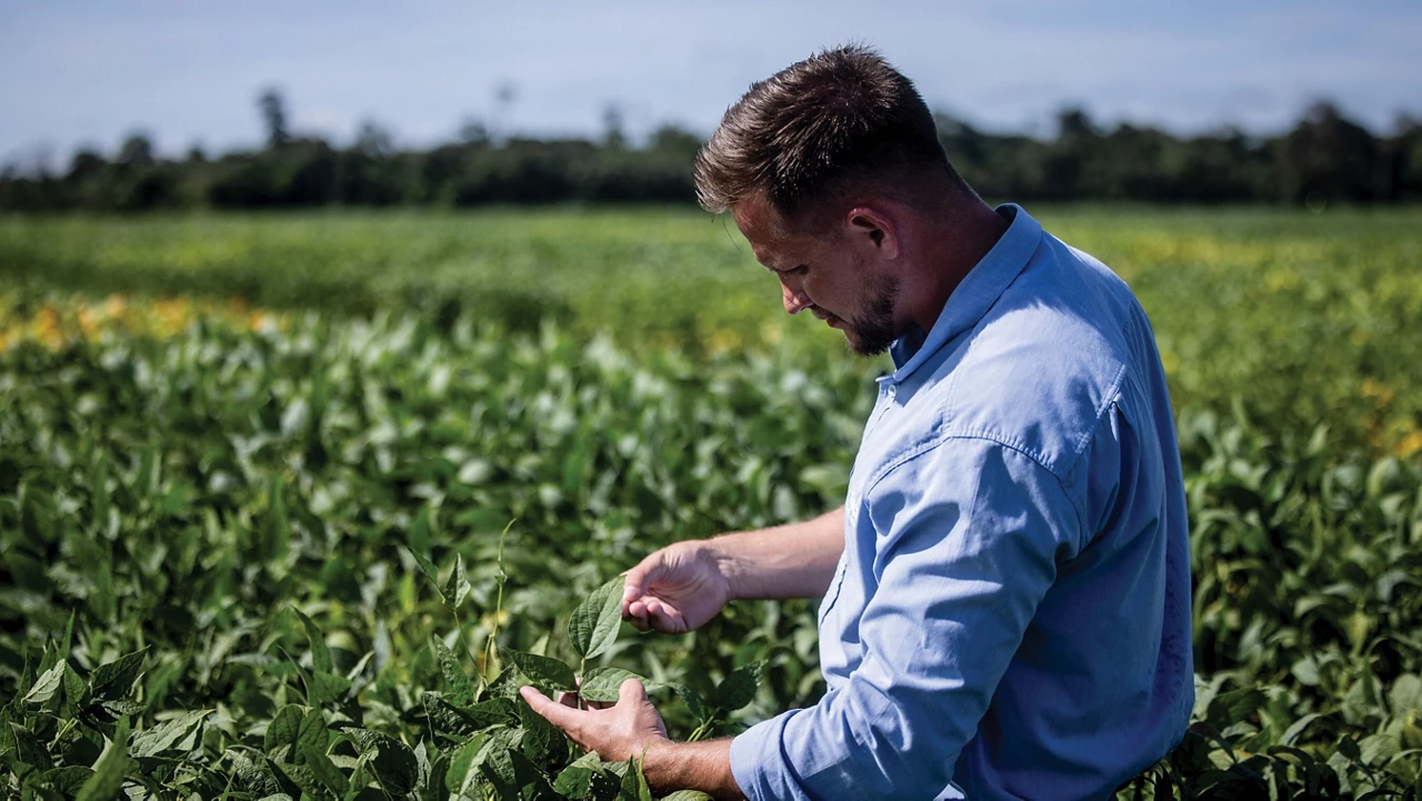 A person in a powder-blue shit in a field inspects a leaf.