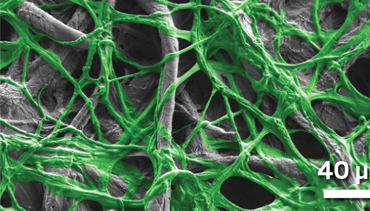 Nontoxic sprayable coating prevents fungus growth in 2 ways