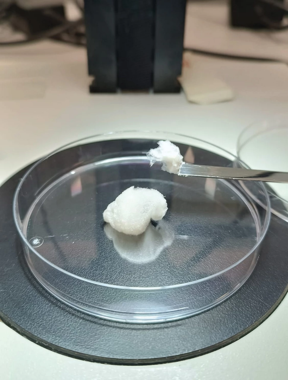 A photo of jellyfish collagen, which resembles a white puffy substance, in a laboratory setting.