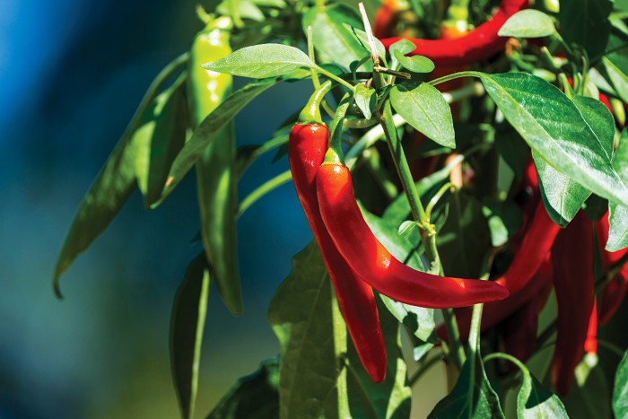Hot peppers contain 3 molecules that make them less spicy