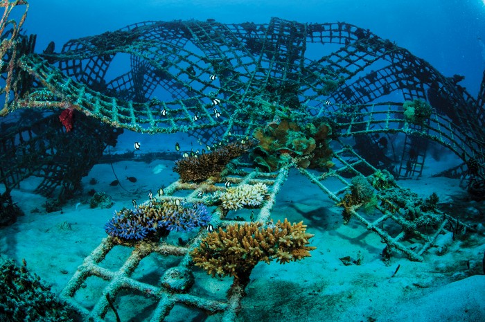 Hydrogel helps coral find new home