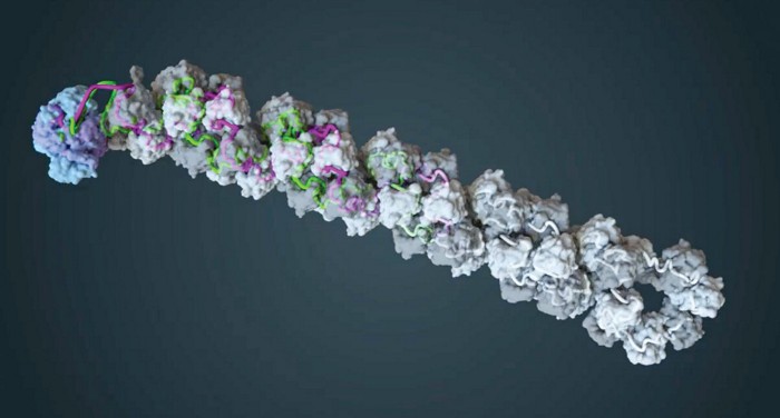 Flu virus transcription caught in the act