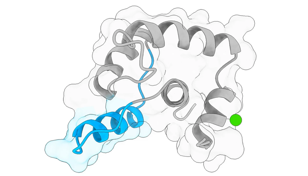 Scientists design proteins that can change their shapes