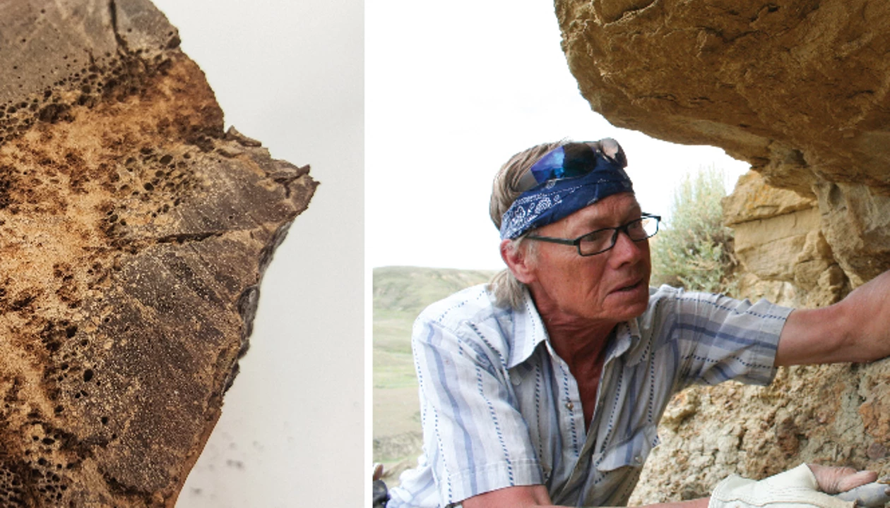 Inside the 20-year search for dinosaur proteins