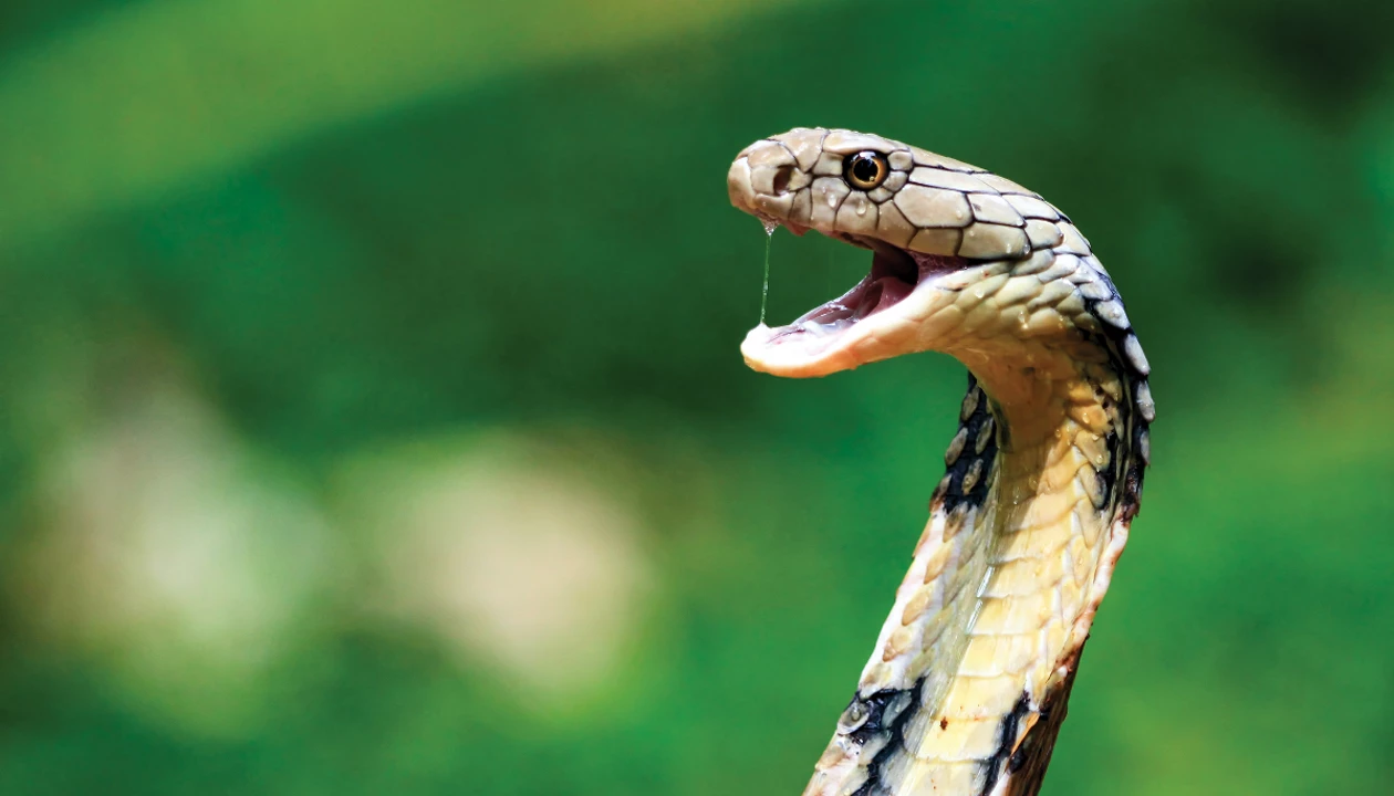 Free Snake Opening Mouth Image - Snake, Nature, Wildlife | Download at  StockCake, image size:1260x720