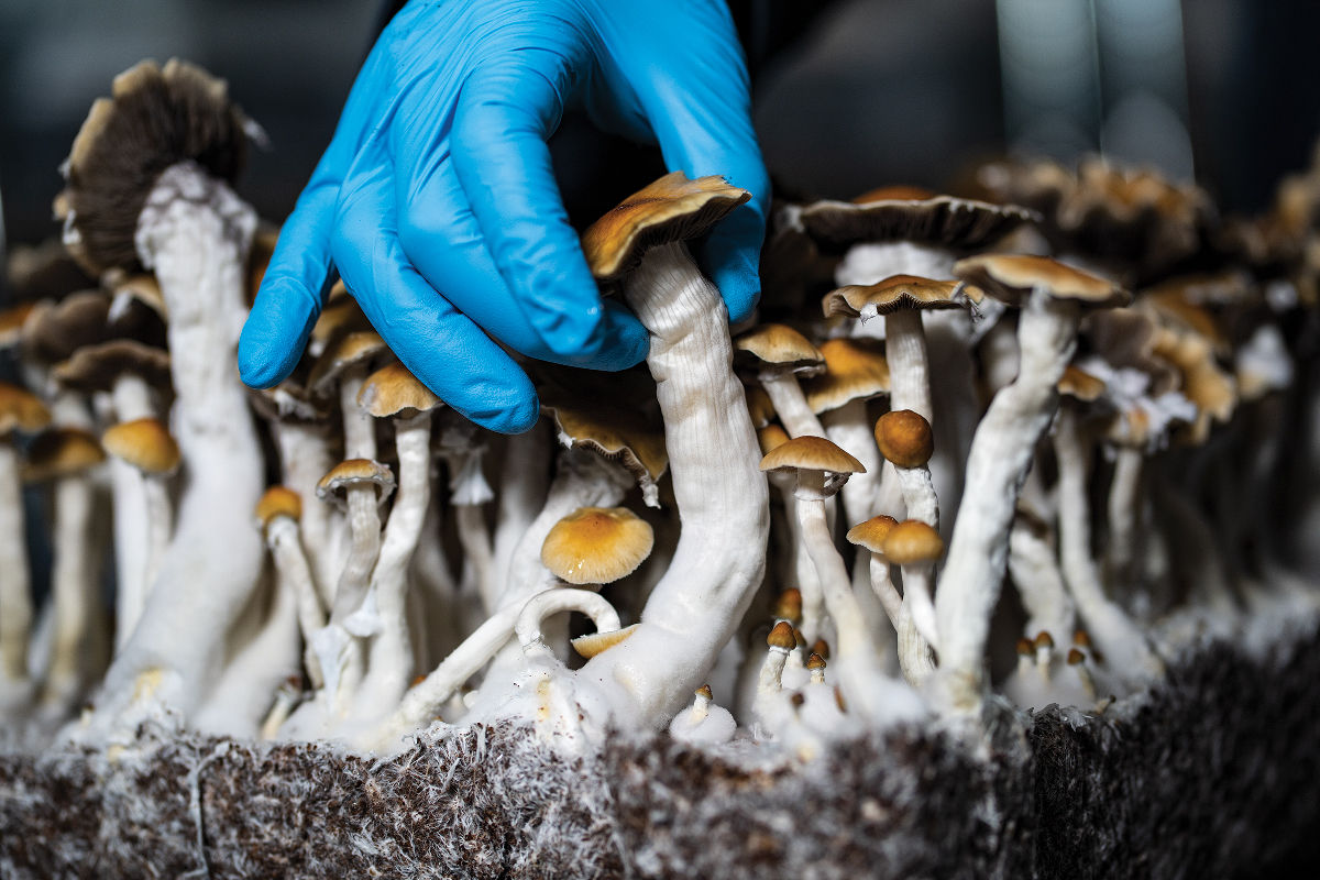 The chemical complexity of magic mushrooms