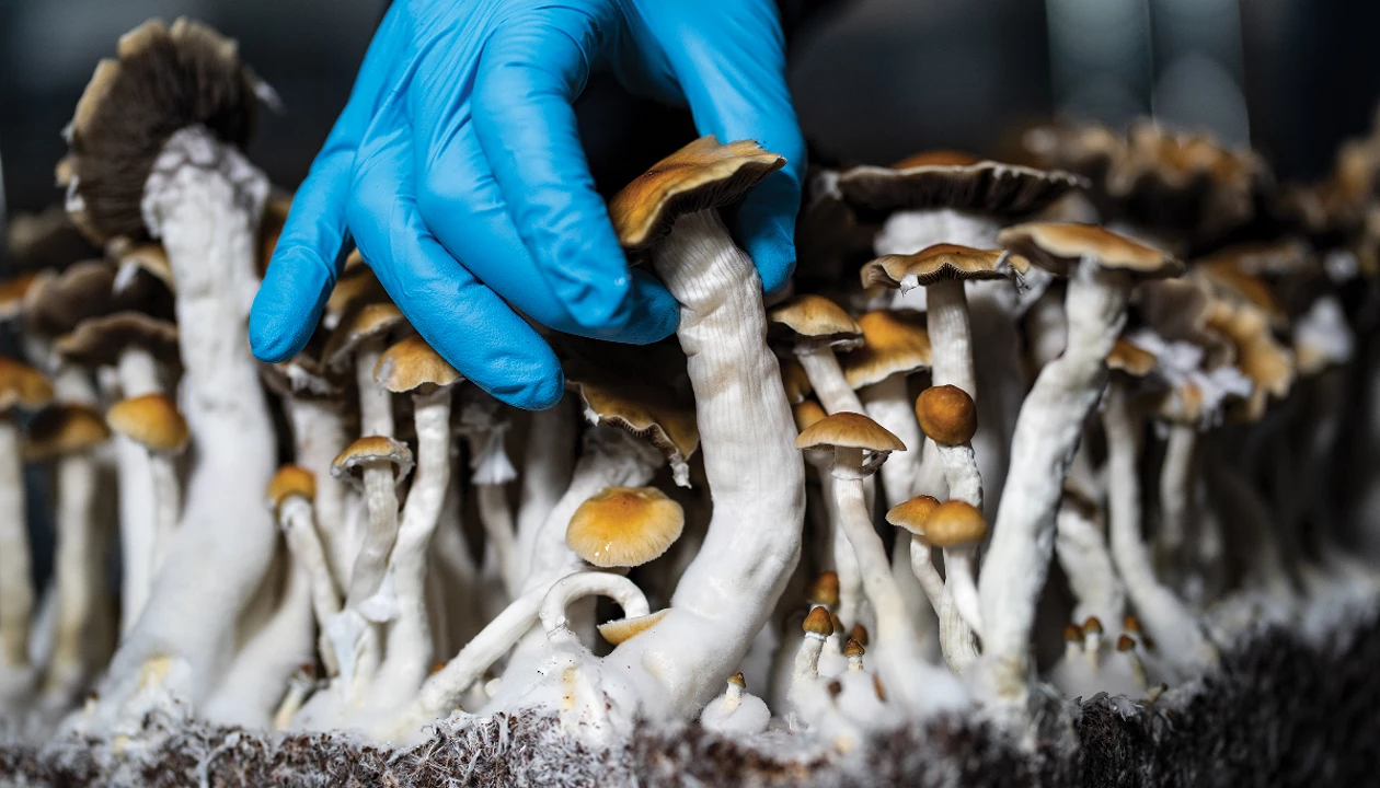 Entourage effect psychedelic mushrooms