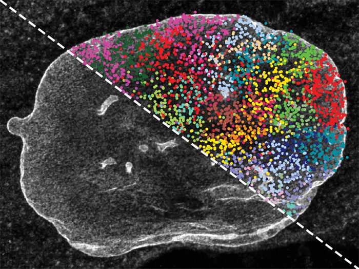 Multiomics technique captures DNA sequence and protein location