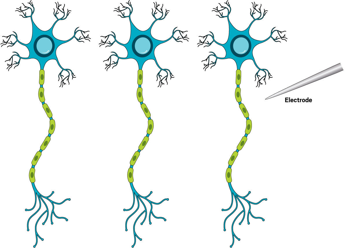 Three neurons each have a round blue part with numerous small, blue branches radiating off and a green tail below, and are placed beside each other. A needle of an electrode sits at their right.