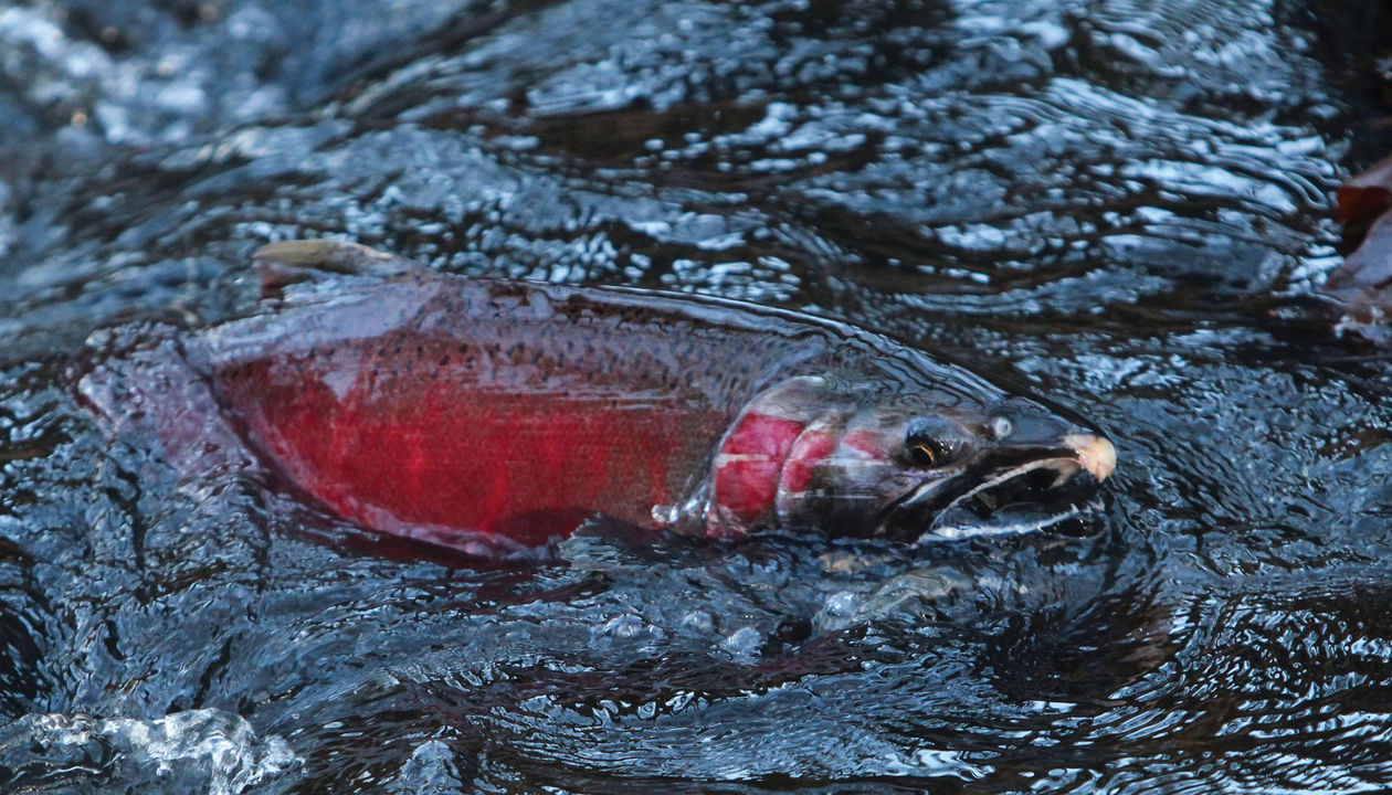 The race to replace a salmon-killing tire chemical