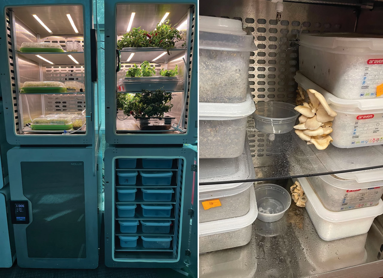 On the left, two brightly colored, glass-front shelved cabinets hold trays of edible green plants. On the right, mushrooms grow out of boxes containing a white growth substrate.