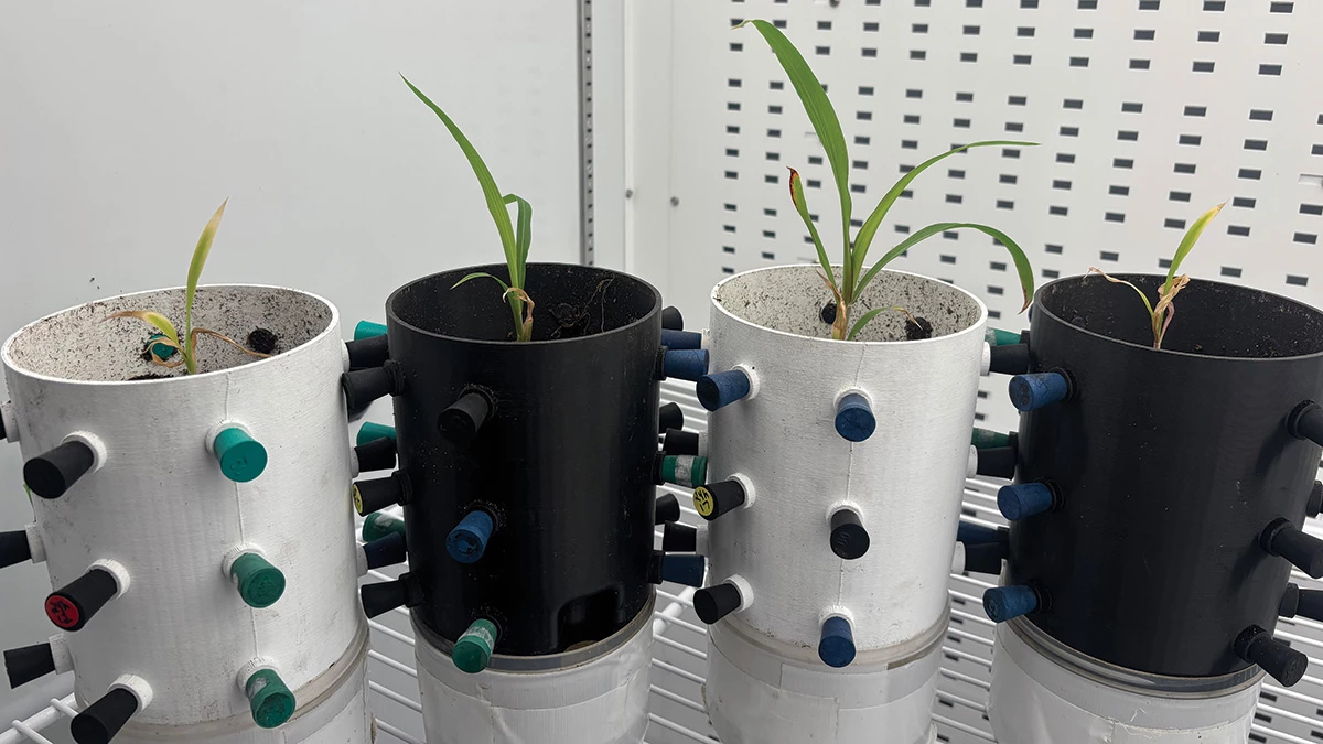 Four plants grow in four plastic pots with stoppered holes on the sides that sit on a shelf. The two center plants are larger and green, while the two on the sides are small and yellow-green or brown.