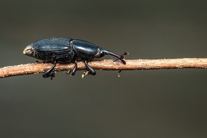 Field trial success for fighting banana weevils with fungal compounds