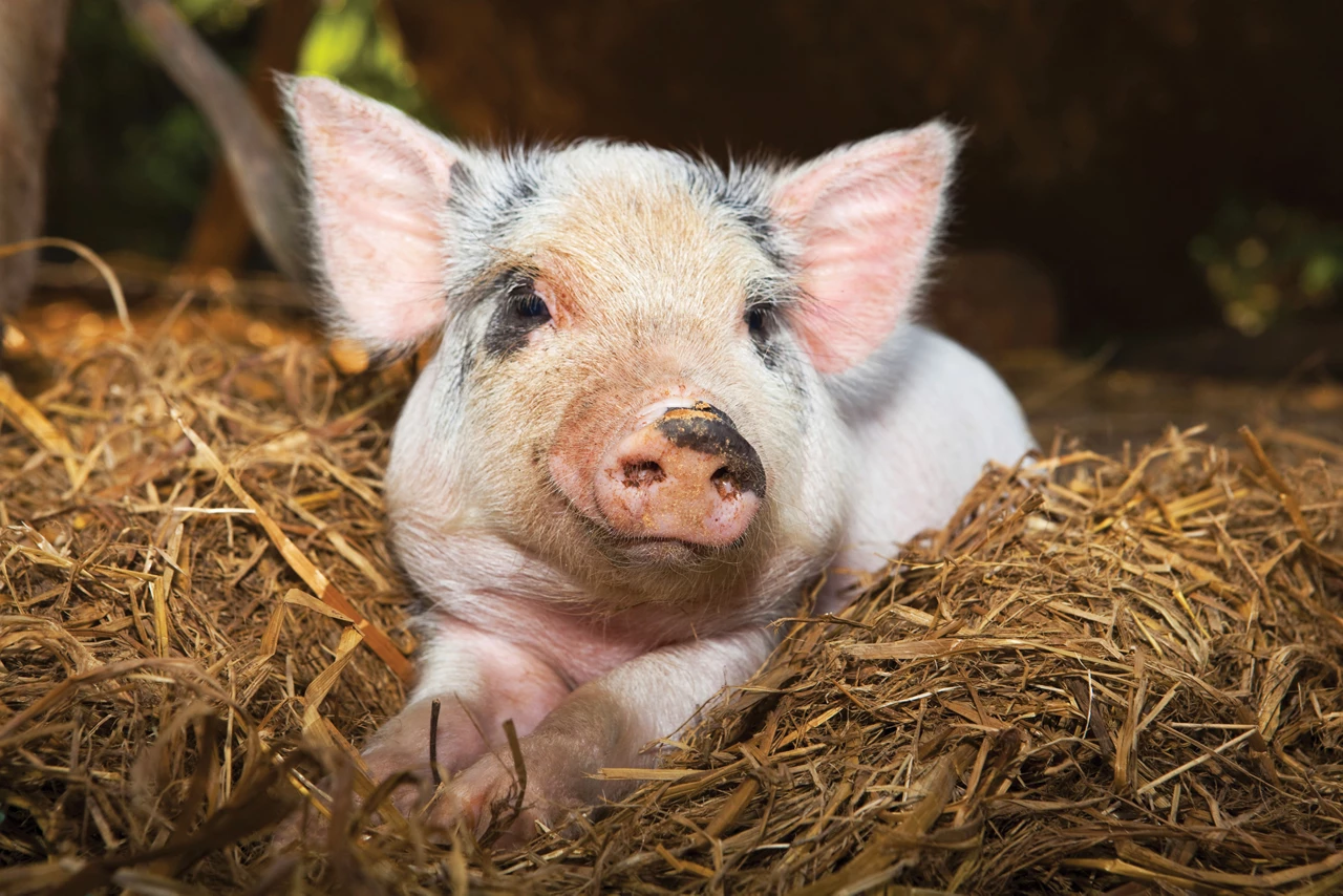 A piglet with big pink ears and black spots rests on hay.