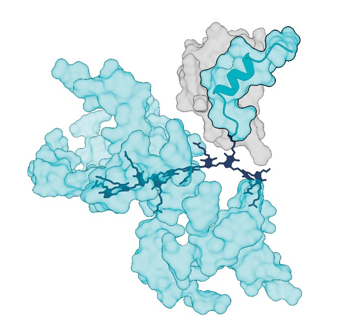 Grove Biopharma launches to develop therapeutic protein-like-polymers