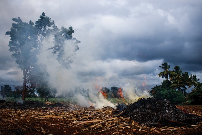 Smoke billows up from burning agricultural waste in a field with tropical trees in the background.