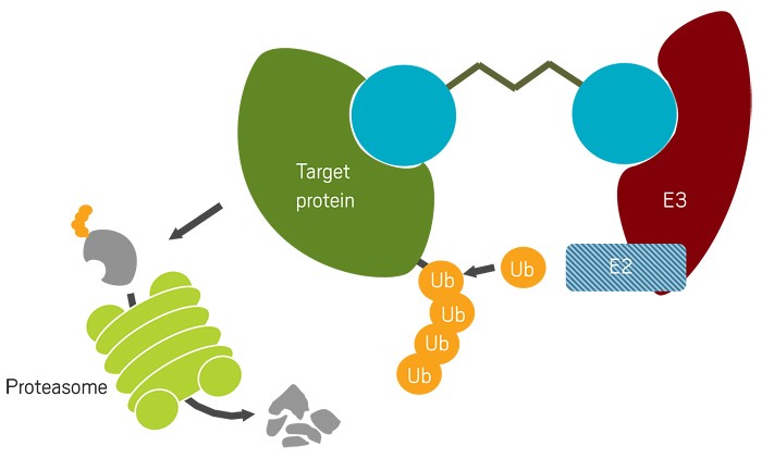 Graphic depicting a bifunctional small molecule bound to its protein target and a ubiquitin ligand.