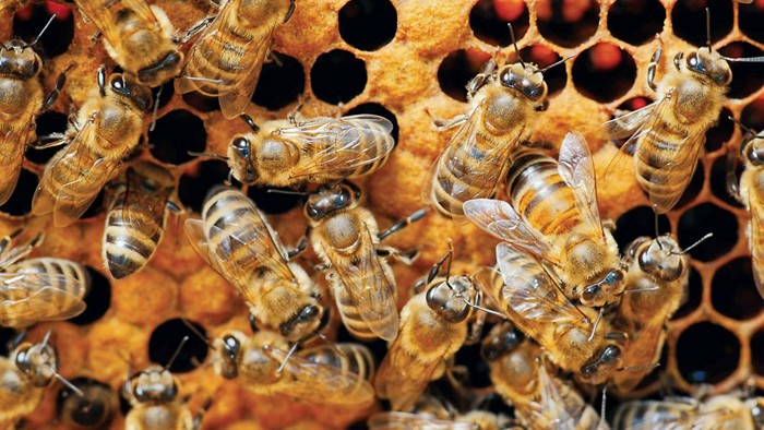 Engineered bacteria protect honey bee health