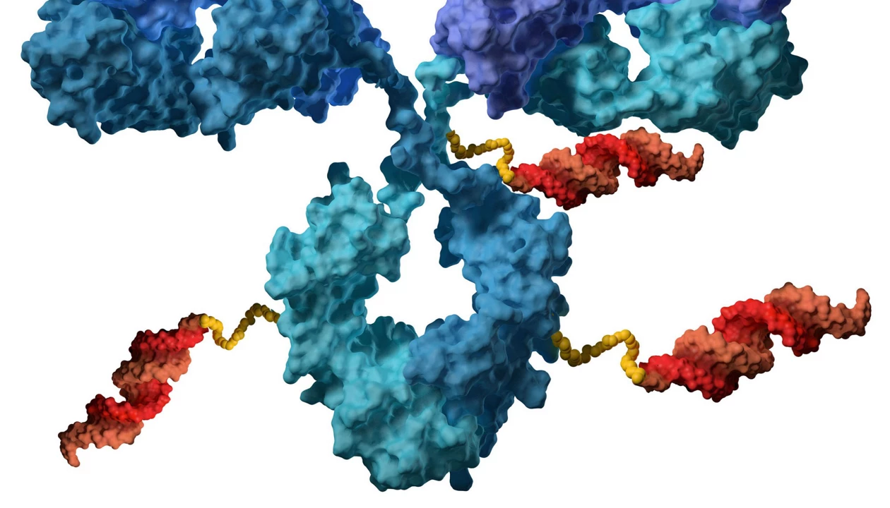 Lilly recruits Avidity Biosciences to develop antibody-oligonucleotide ...