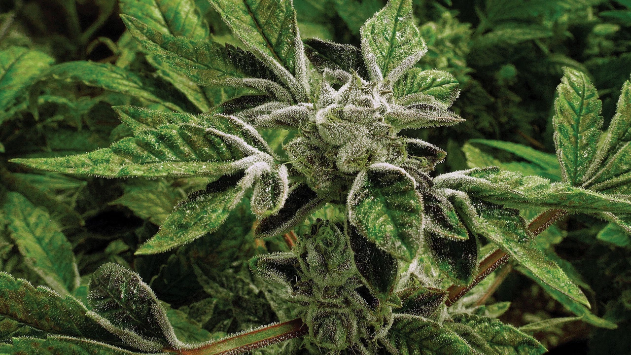Trump’s reclassification move on marijuana could boost medical research