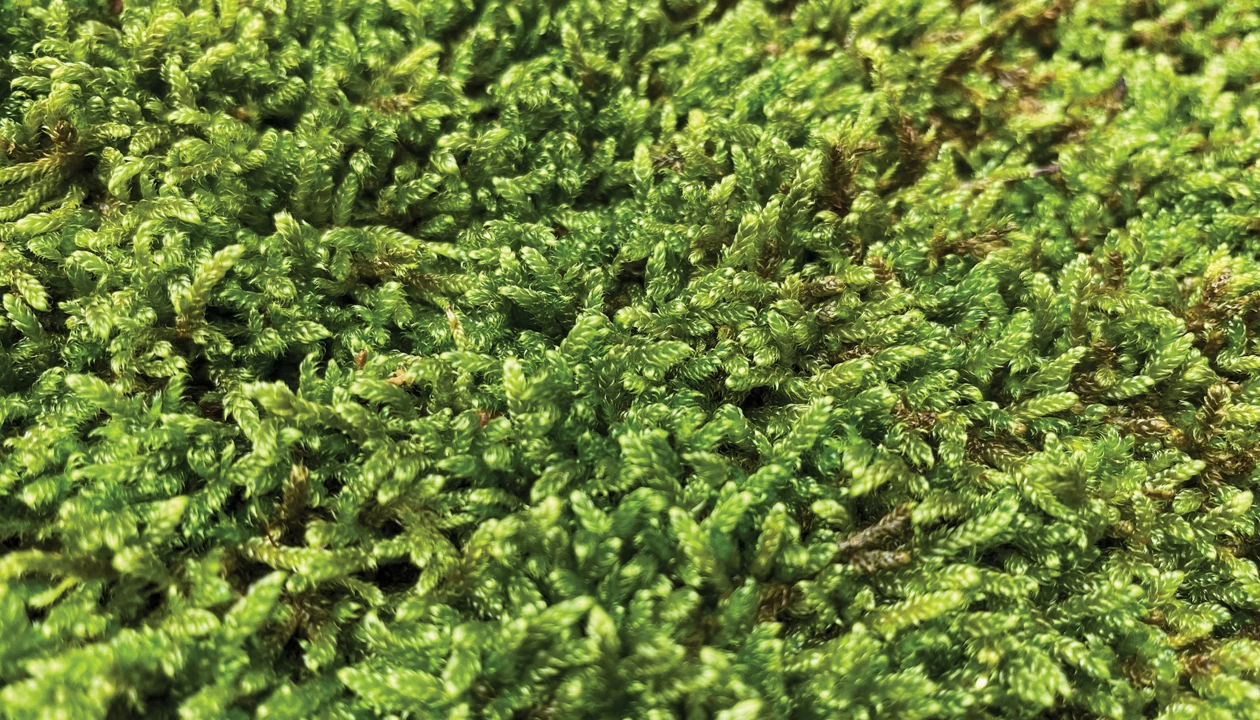 To search for microplastics, look to moss
