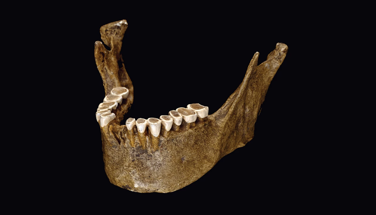How Tooth Enamel Reveals the Evolution of Human Diets