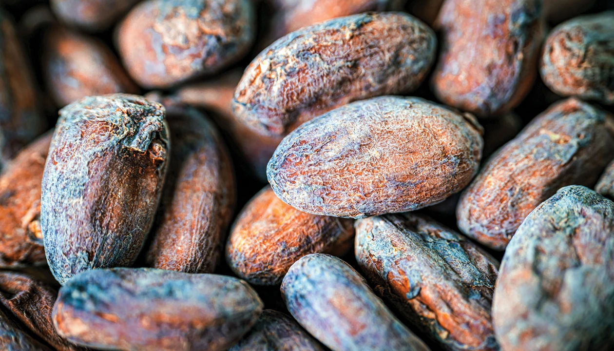Honey from Brazilian bees used as solvent for cocoa compounds