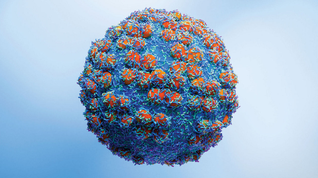 How Andes hantavirus grabs hold of human cells