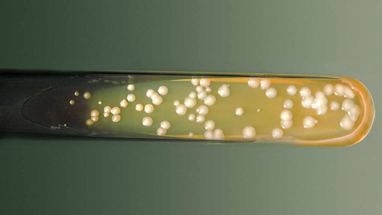 Sulfonium-decorated antifungals break the mold
