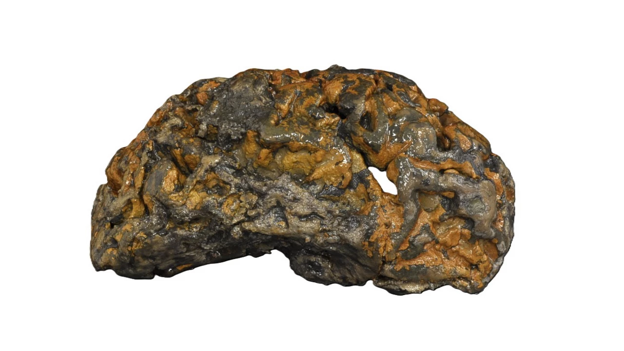 Part of a fossilized-looking brain. It is brown with orange stains on the surface.