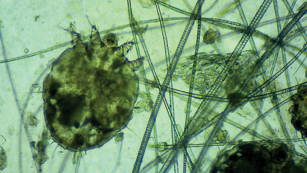 A single-application scabies treatment clears mites and eggs in pigs