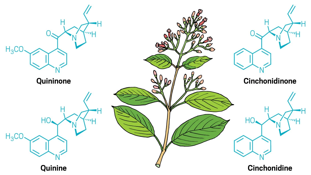 Chemists decipher cinchona alkaloid biosynthesis