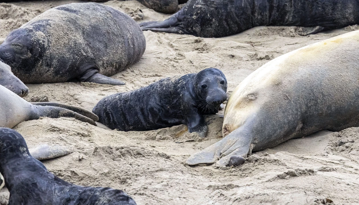 Elephant Seal Pups Accumulate PFAS During Nursing