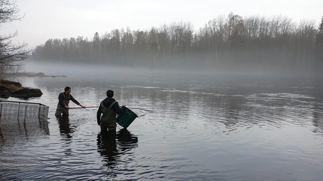 How human medicines are disrupting aquatic ecosystems – Chemical & Engineering News