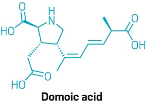 A chemical structure of domoic acid displaying its three carboxyl groups and a pyrrolidine ring.